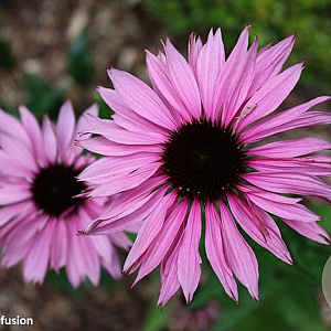 Echinacea purpurea 'Profusion' GM P9