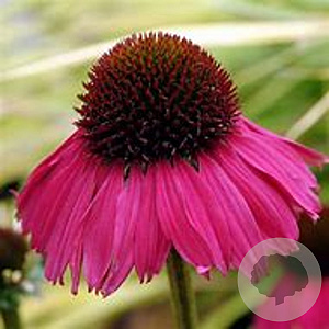 Echinacea purpurea 'Raspberry tart' GM P9
