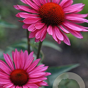 Echinacea purpurea 'Rubin glow' GM P9