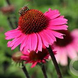 Echinacea purpurea 'Sensation Pink' GM P9