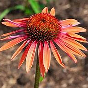 Echinacea purpurea 'Sunset' GM P9