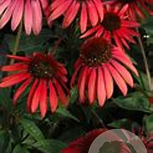 Echinacea purpurea 'Twilight' GM P9
