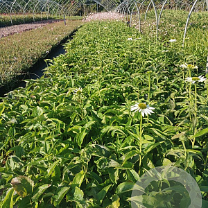 Echinacea p. 'Alba' GM P9