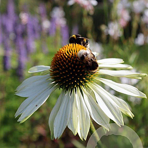 Echinacea p. 'Alba' GM P9