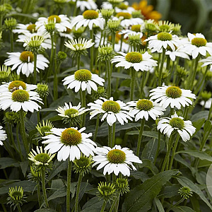 Echinacea p. 'Avalanche' GM P9