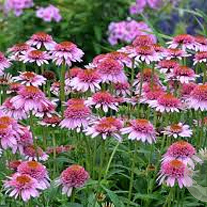 Echinacea p. 'Butterfly Kissis' GM P9