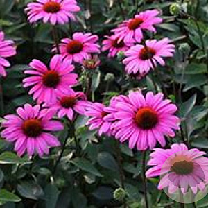 Echinacea p. Elton Knight GM P9