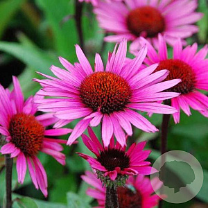 Echinacea p. 'Fatal Attraction' GM P9