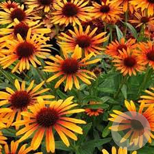 Echinacea p. 'Flame Thrower' GM P9