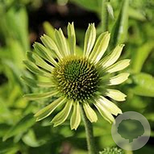 Echinacea p. 'Green Edge' GM P9
