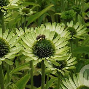 Echinacea p. 'Green Jewel' GM P9
