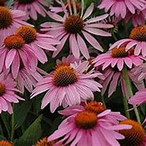 Echinacea p. 'Little Magnus' GM P9