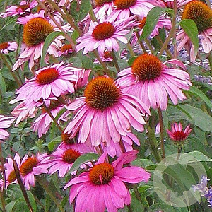 Echinacea p. 'Magnus Superior' GM P9