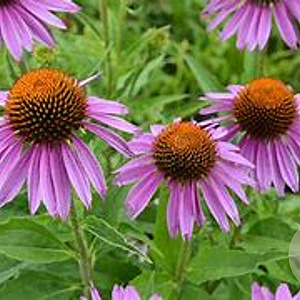 Echinacea p. 'Maxima' GM P9