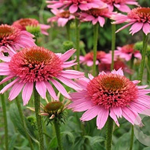 Echinacea p. 'Pink Sorbet' GM P9