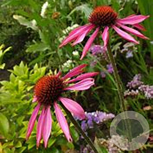 Echinacea p. 'Prairie Splendor' GM P9