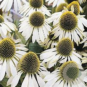 Echinacea purpurea White Meditation GM P9