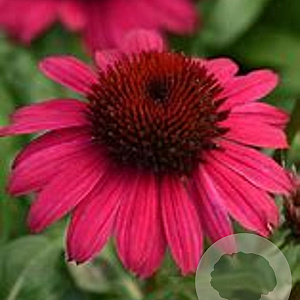 Echinacea Sombrero Rose GM P9