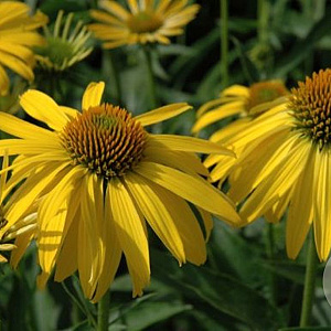 Echinacea 'Summer Breeze' GM P9