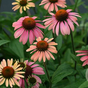 Echinacea 'Summer Cocktail' GM P9