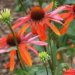 Echinacea 'Summer Sun' GM P9