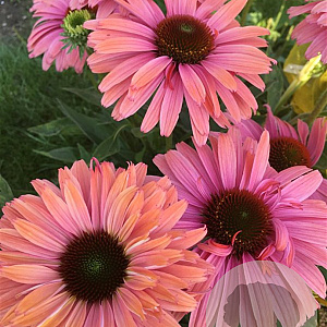 Echinacea Sunseekers Rainbow GM P9