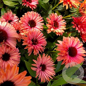 Echinacea Sunseekers Rainbow GM P9
