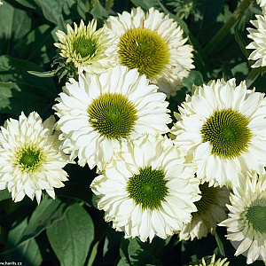 Echinacea Sunseekers White GM P9