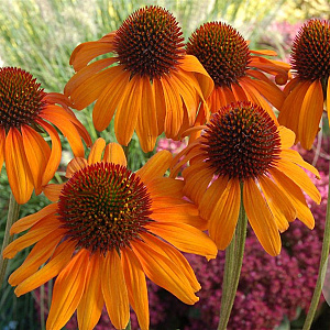 Echinacea 'Tiki Torch' GM P9