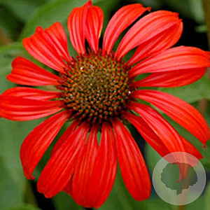 Echinacea 'Tomato Soup' GM P9