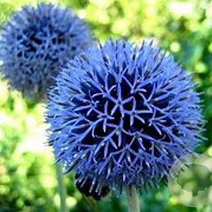 Echinops bannaticus 'Blue Ball' GM P9