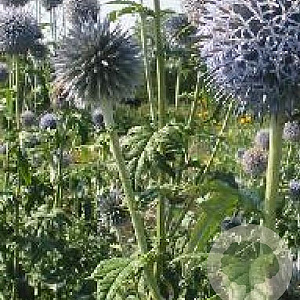 Echinops bannaticus 'Blue Globe' GM P9