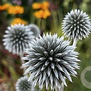 Echinops bannaticus 'Star Frost' GM P9