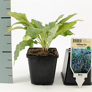 Echinops ritro GM P9