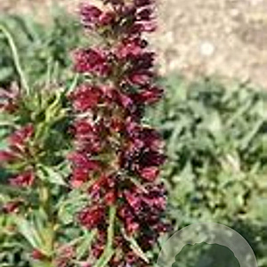 Echium amoenum GM P9