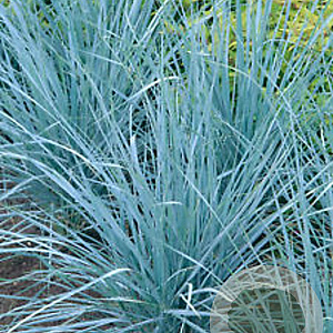 Elymus magellanicus GM P9