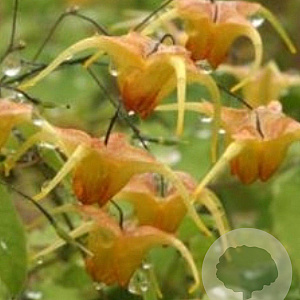 Epimedium 'Amber Queen' GM P9