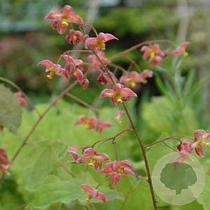 Epimedium cantabrigiense GM P9