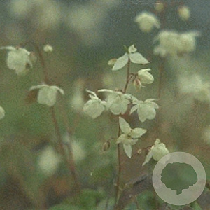 Epimedium grandiflorum GM P9