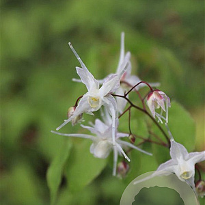 Epimedium grandiflorum GM P9