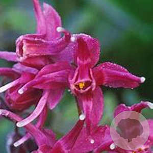 Epimedium grandiflorum 'Crimson' GM P9