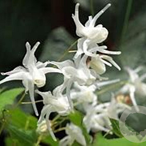 Epimedium grandiflorum 'White Queen' GM P9