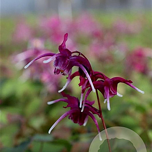 Epimedium pinnatum colchicum GM P9
