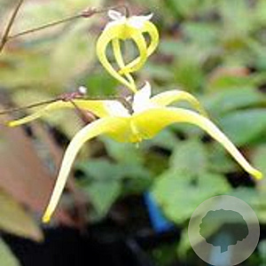 Epimedium rhizomatosum GM P9