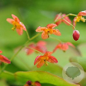 Epimedium warleyense GM P9
