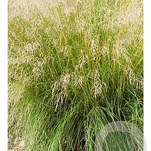 Eragrostis curvula GM P9
