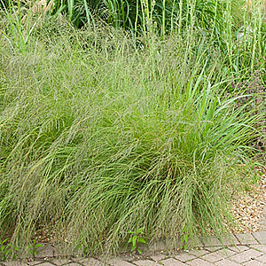 Eragrostis curvula GM P9