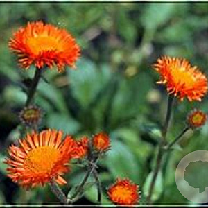 Erigeron aurantiacus GM P9