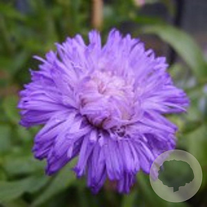 Erigeron 'Azure Beauty' GM P9