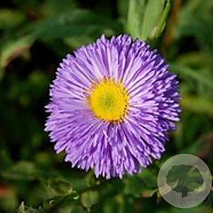 Erigeron 'Azurfee' GM P9